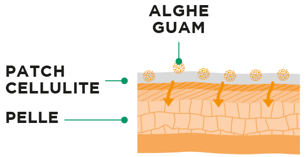 effetto patches guam anticellulite pelle principi attivi efficacia alghe guam